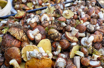 Dirty, unpeeled Suillus mushrooms in bucket. Picking wild mushrooms in autumn forest