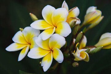 Fototapeta na wymiar frangipani plumeria flower on dark background