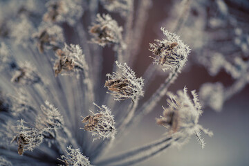 Winter landscape Winter scene Frozenned flower selective focus