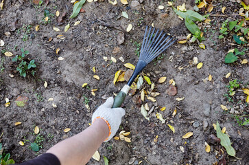 The gardener's hands use a rake to loosen the soil for planting seeds and plants