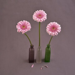 Gerbera, daisy pink flowers in vase. Bouquet  of gerberas, still life. Valentines day gift. (Gerbera jamesonii). 