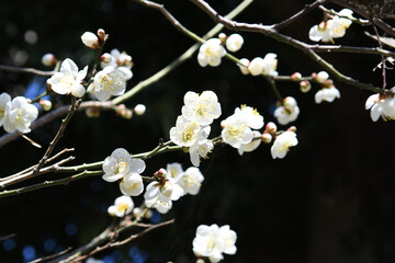 白い花　白梅