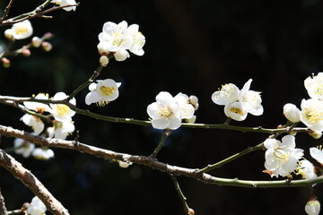 白い花　白梅