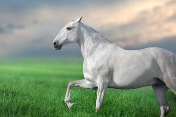 Obraz na płótnie Canvas White lusitano horse run gallop against sunset sky