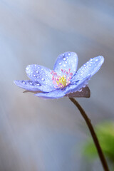 Hepatica nobilis, liverwort. Spring flower.