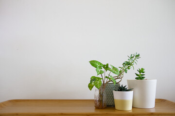 Group of houseplants in pots on wooden bench