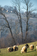 Sheep grazing on a green hill and a big tree dividing the agricultural fields from the town of Poronin. Selective focus on the animals, blurred background.