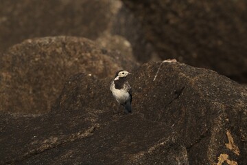 white wagtail on a rock against a rock background
