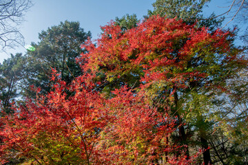 紅葉