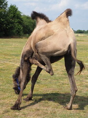 Kamel