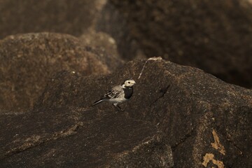 wagtail on a rock against a rock background