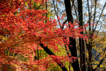 紅葉