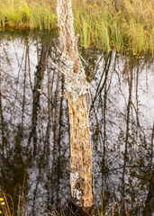 autumn landscape from the lake, colorful trees in the background, birch trunk in the foreground, autumn