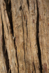 Old Wood Tree Texture Background Pattern, tree trunk