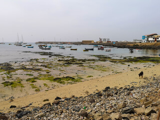 Small dog walking on a shore of Sal Rei, Cape Verde. Fishing boats are floating in the bay, small traditional style buildings are on the shore. Selective focus on the beach, blurred background.