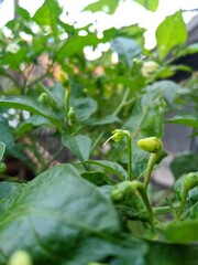 Chili plant with green leaves