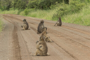 A troop of Chacma baboons sitting spread out on the dirt road in Kruger National Park. 