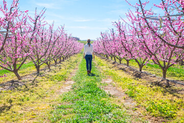 Woman in the middle of a field with peach tree blooming in spring day in Lleida (Catalonia, Spain). There are a lot of a blooming fields in Aitona, Alcarras and Torres de Segre.