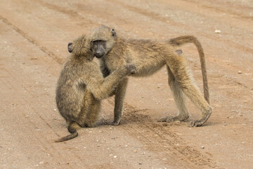Two young Chacma Baboons hugging each other, super cute. Kruger National Park.