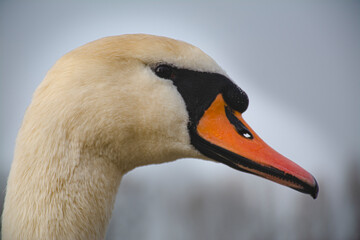 Swan head.