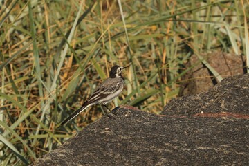 wagtail sitting on a rock on the beach of Bornholm, wagtail on a rock against the background of yellowed grasses