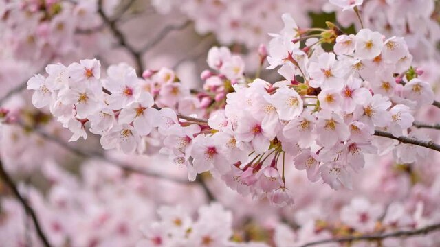 そよ風に揺れる満開の桜　画面中央