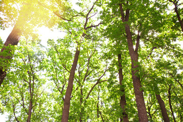 Summer green forest bottom view. Tree with green leaves and sun light