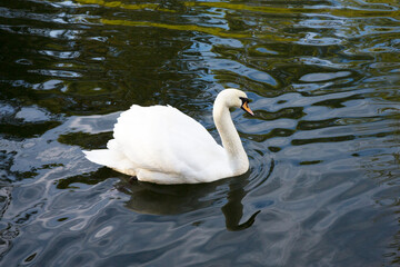 White Swan on blue lake, side view close-up