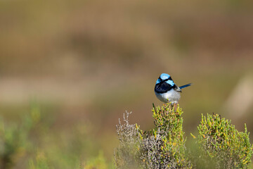 Blue Wren