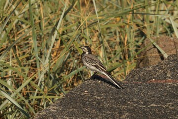 wagtail against the background of grasses and plants, wagtail on a rock