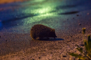 wild European hedgehog at sunset with backlighting from the setting sun