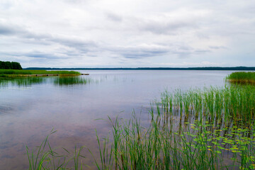 Shore of Lake Usmas is overgrown with reeds and cane.