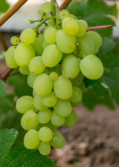 a bunch of grapes in a greenhouse, grape growing in a greenhouse, autumn harvest