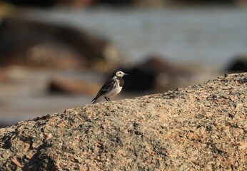 Wagtail sits on a rock on the beach of Bornholm