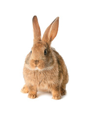 Cute fluffy rabbit on white background