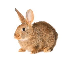 Cute fluffy rabbit on white background