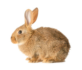 Obraz premium Cute fluffy rabbit on white background