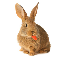 Fototapeta premium Cute fluffy rabbit on white background