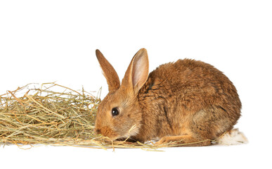 Cute fluffy rabbit with hay on white background