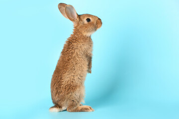 Cute fluffy rabbit on color background