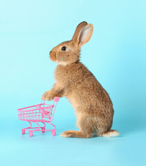 Cute fluffy rabbit with shopping cart on color background