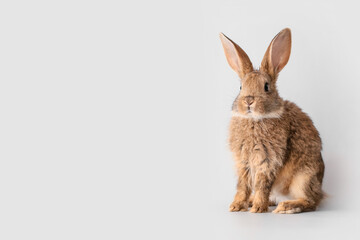 Cute fluffy rabbit on light background