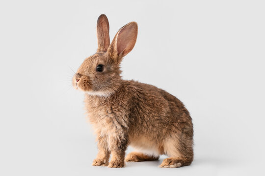 Cute fluffy rabbit on light background
