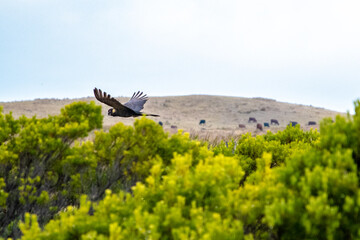 Black Cockatoo