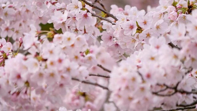 そよ風に揺れる満開の桜　画面全体