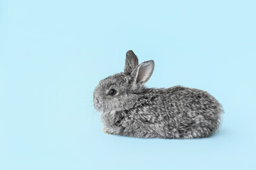 Naklejka na ściany i meble Cute fluffy rabbit on color background