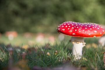 Roter Pilz auf Wiese