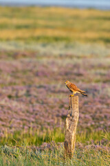 Common kestrel (Falco tinnunculus) sitting on a fence post at the salt marshes on the East Frisian island Juist, Germany.