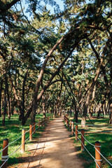 Miryang riverside park green forest road in Miryang, Korea