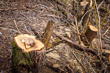 Tree stumps and felled forest in autumn or spring day